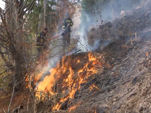 Локализован пожар на Старој планини,  изгорело 100 хектара ниског растиња и борова