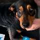 Мића је спасен од успављивања – када је дозвољена еутаназија и чија брига је пас после смрти власника