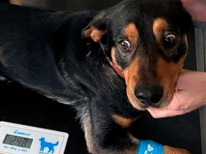 Мића је спасен од успављивања – када је дозвољена еутаназија и чија брига је пас после смрти власника