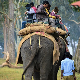 Зашто се туристи у Тајланду моле да не јашу слонове