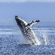 Спа за китове – и они воле пилинг