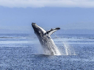 Спа за китове – и они воле пилинг