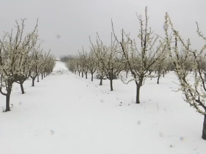 Снег у априлу изненадио и воће – ниске температуре могу да умање род и за 30 одсто