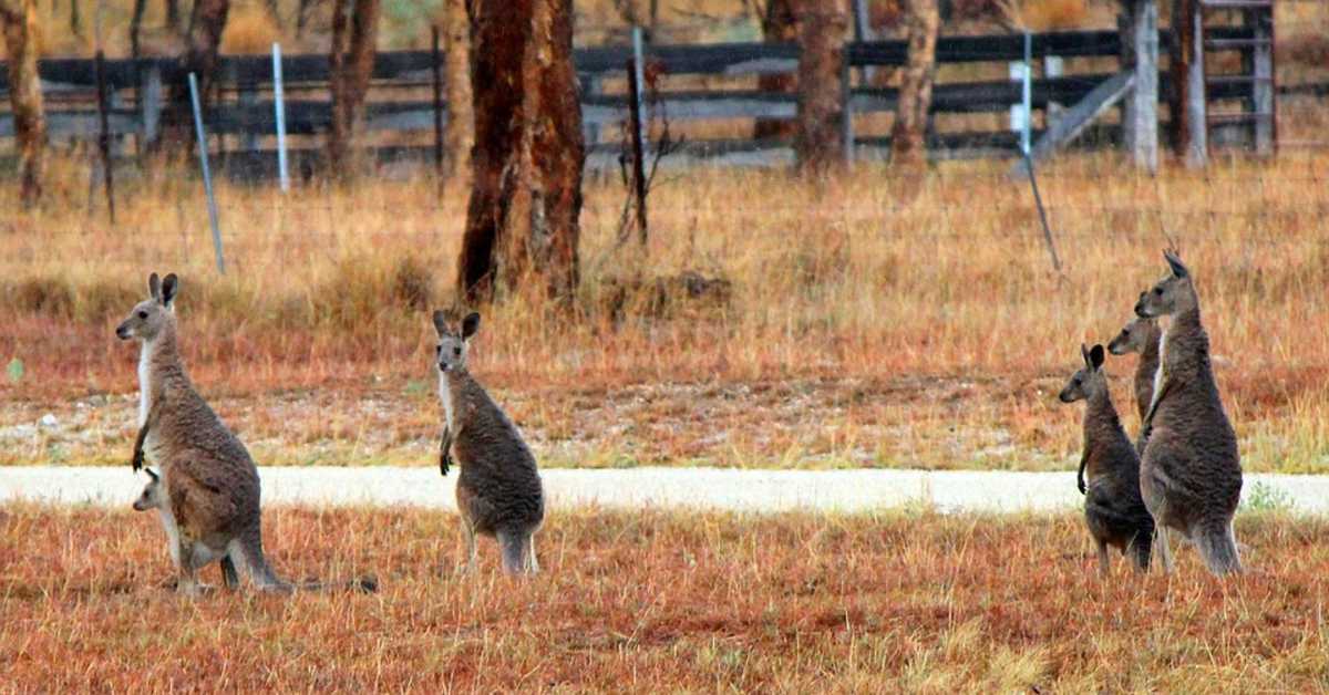 Какав су проблем кенгури направили на релацији Аустралија – ЕУ – САД