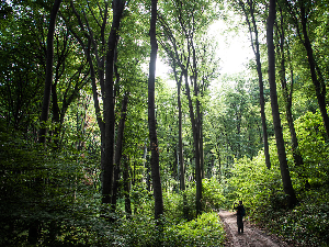 Пошумљавање Војводине - недостаје око 170.000 хектара шума, а нема расположивог земљишта