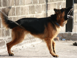 Пас напао дечака на Новом Београду, ујео га за потколеницу
