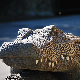 Остаци Аустралијанца пронађени у крокодилу