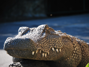 Остаци Аустралијанца пронађени у крокодилу