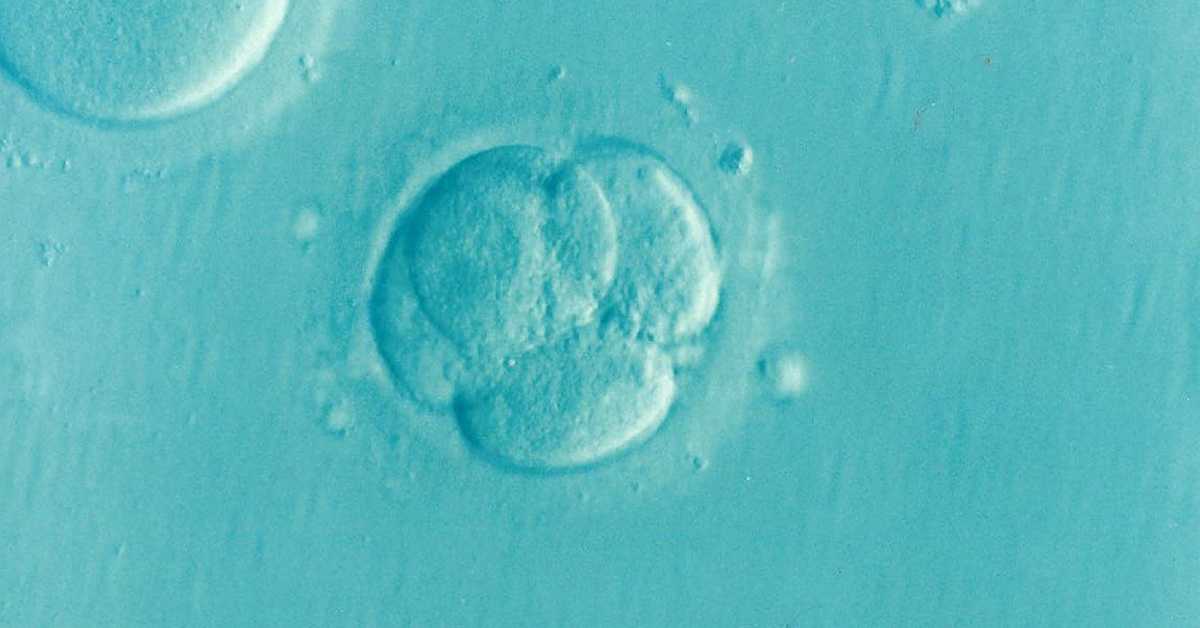 Научници успели да синтетишу људски ембрион – добра или лоша вест