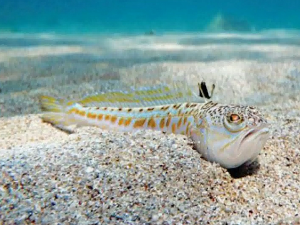 Риба змај живи у мору и отровна је, ако је згазите правац код лекара