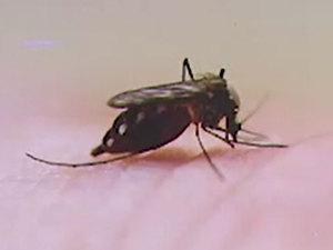 Како да знате да ли вас је ујео комарац или буба „клинтонка“