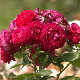 Ружа – мирише, украшава, лечи, а може и да се једе