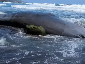 „Плутајуће злато“ у утроби угинулог кита на Канарским острвима