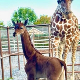 Жирафа без пегица, звезда зоо-врта у Тенесију