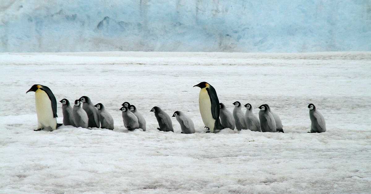 Хиљаде младунаца царског пингвина на Антарктику страдало због рекордно ниског нивоа леда