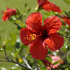 Хибискус – цвет бесмртности, украсна и лековита биљка