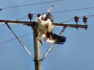 На нишком гробљу птице страдају од удара струје