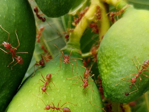 Стигли су – црвени ватрени мрави  освајају Европу и гризу