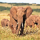 Слонови, нежни џинови који дупло дуже живе у дивљини