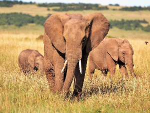 Слонови, нежни џинови који дупло дуже живе у дивљини