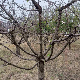 Трешње у воћњаку породице Карапанџић процветале у октобру 