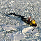 Северни пол остаје без леда већ у лето 2030. године?