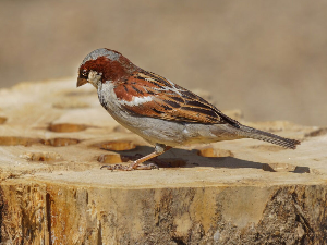 „Птице моје хранилице” – акција бројања птица које живе у човековом непосредном окружењу