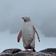 Редак бели пингвин прошетао Антарктиком