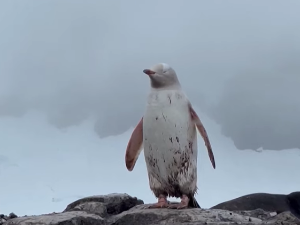 Редак бели пингвин прошетао Антарктиком