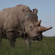 Прва успешна вентелесна оплодња белог носорога даје наду за спас врста којима прети изумирање