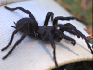 Упознајте Херкулеса, највећег смртоносног паука Аустралије