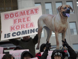 Јужна Кореја и псеће месо у исхрани – закон забрањује, старији воле, млади избегавају
