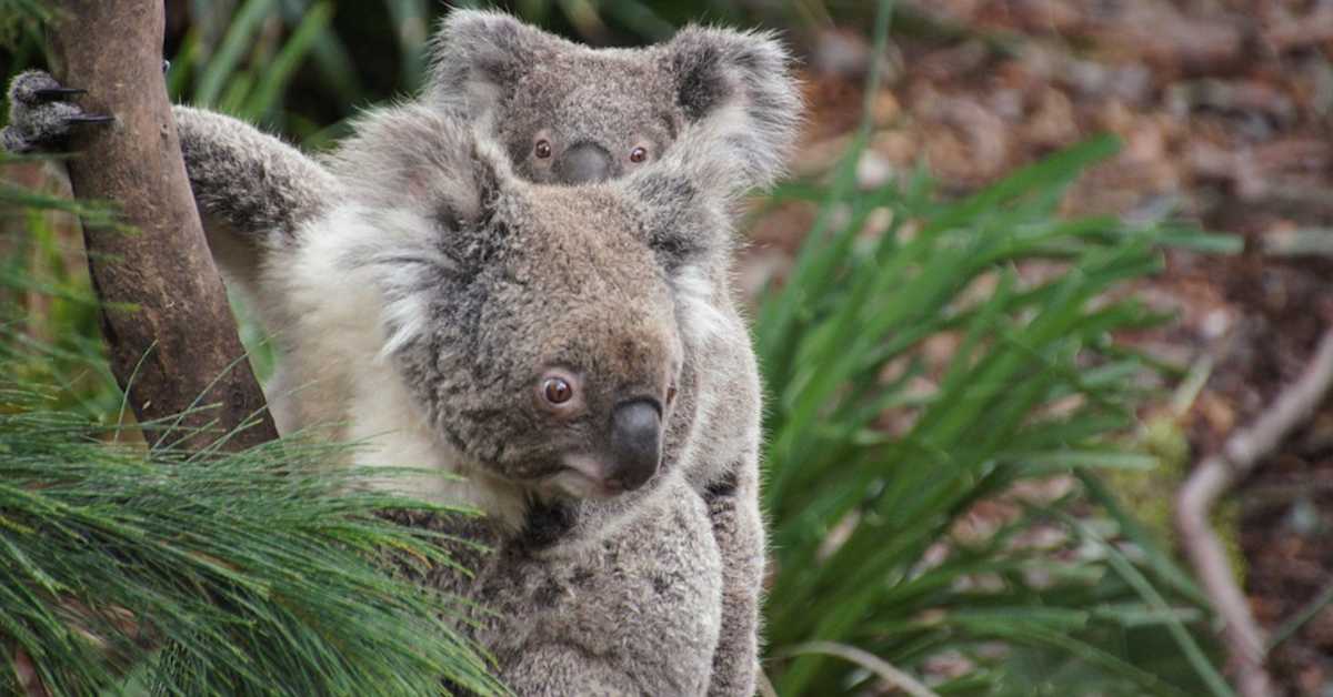 Један људски живот, стадо оваца или 50 коала – кога бисте најпре спасили, и шта тај одговор открива о вама