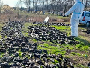 Дивље животиње жртве тровања – не зна се узрок помора 800 птица и 19 срна код Кикинде