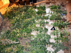 Откривена лабораторија за узгој марихуане, пронађено више од 100 стабљика канабиса