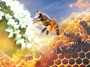 Багрем никад није тако рано процветао, пчеларима прети лоша година