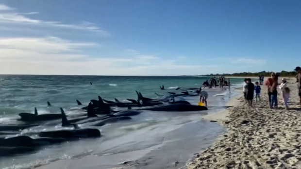 Китови пилоти насукани на обалама Аустралије, неки спашени, неки  угинули