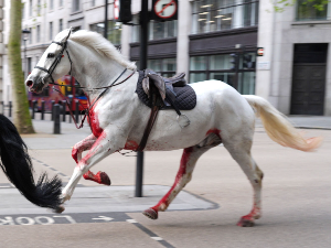 Оперисани коњи Краљевске коњичке гарде који су јурили улицама Лондона