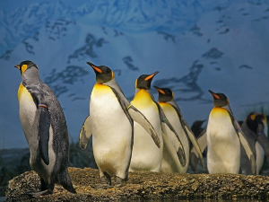 Хиљаде младунаца  царских пингвина је угинуло - ова харизматична врста могла би да нестане до краја века