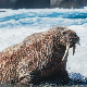 Узнемиравање моржева у Норвешкој кошта 1.100 евра