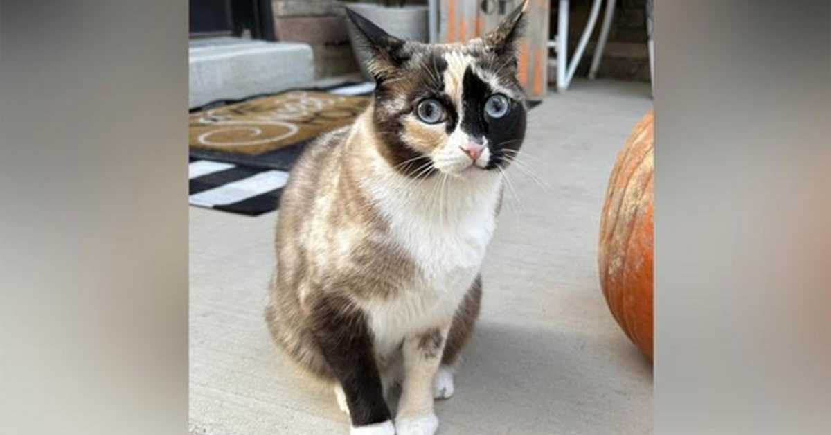 Мачка као слепи путник отпутовала у Калифорнију у враћеном пакету