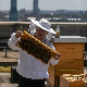 Урбано пчеларење – мед са врха солитера квалитетан као ливадски