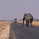 Боцвана запретила да ће послати 20.000 слонова Немачкој: Живите ви са њима