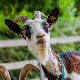 Узмите своју козу – италијанско острво преплављено животињама нуди их на поклон