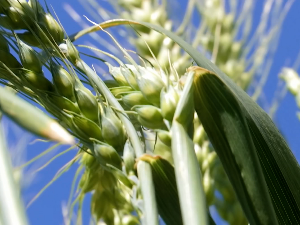 Зашто је цена пшенице на берзи порасла за око 3 динара за само месец и по дана