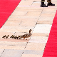 Неoчекивани гости желели да поздраве Си Ђинпинга на црвеном тепиху