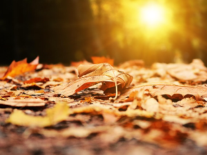 Сунце се не предаје, данас и до 26 степени Сунце се не предаје, данас и до 26 степени