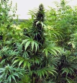cannabis-indica.jpg