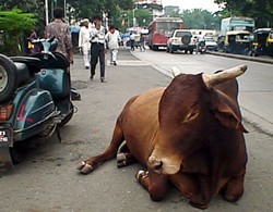 Sveta krava-u Indiji-2.jpg Sveta krava-u Indiji-2.jpg