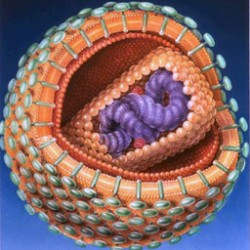 hiv-1.jpg